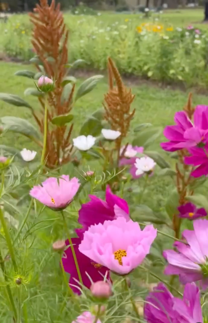 Wander & Pick Flower picking experience. 1 hr from Sydney