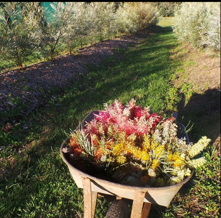 Wander & Pick Flower picking experience. 1 hr from Sydney