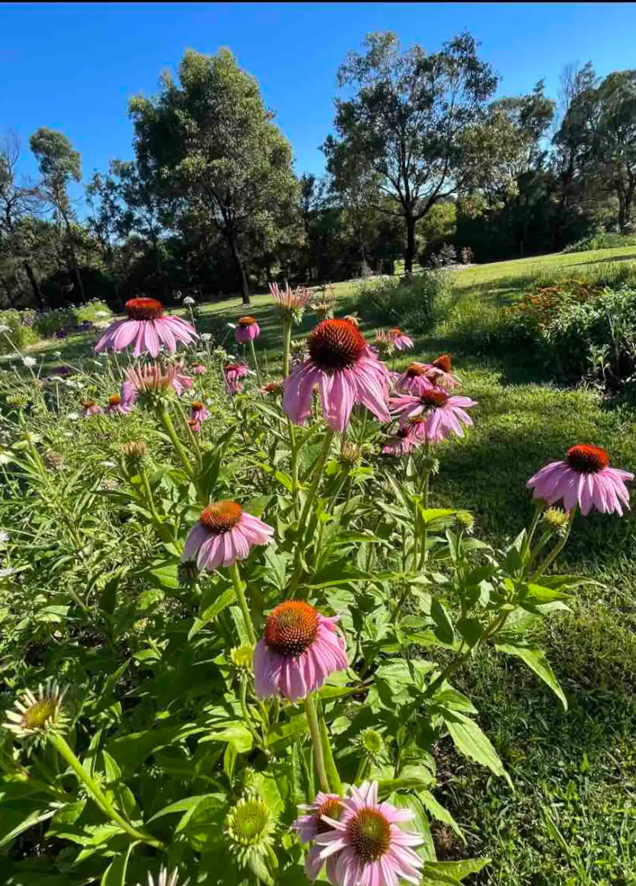 Wander & Pick Flower picking experience. 1 hr from Sydney