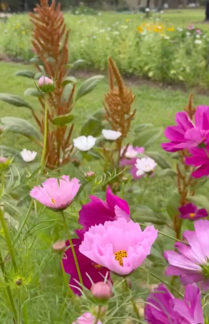 Wander &  Pick Flower picking experience. 1 hr from Sydney