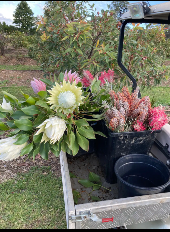 Wander &  Pick Flower picking experience. 1 hr from Sydney