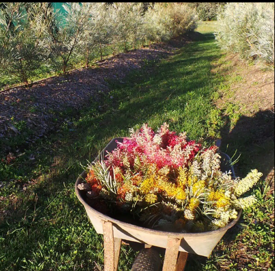 Wander &  Pick Flower picking experience. 1 hr from Sydney