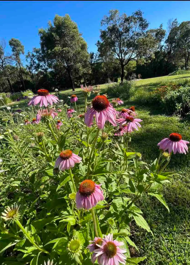 Wander &  Pick Flower picking experience. 1 hr from Sydney